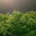 THC, THCO, THCA – was steckt hinter den Varianten des Cannabinoids?