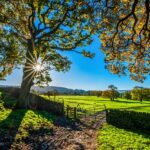 Zaun, Mauer oder Hecke – Grundstück abgrenzen, aber wie? 